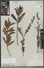 Foto von Salix purpurea L. x Salix viminalis L.